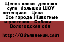 Щенок хаски, девочка супе, большой ШОУ потенциал › Цена ­ 50 000 - Все города Животные и растения » Собаки   . Вологодская обл.